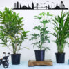 Pack of 3 Indoor Plants-Areca Palm, Gold Dust, Green Schefflera