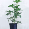 Green Schefflera plant