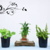 Pack of 3 Good Luck Plants - Jade Plant, 3 Layer Lucky Bamboo, Money Plant