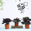 set of three calathea