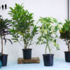 Curly Croton Plant, Schefflera Plant, Croton, Gold Dust