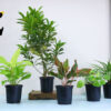 Best 5 Natural Air Purifier Plants