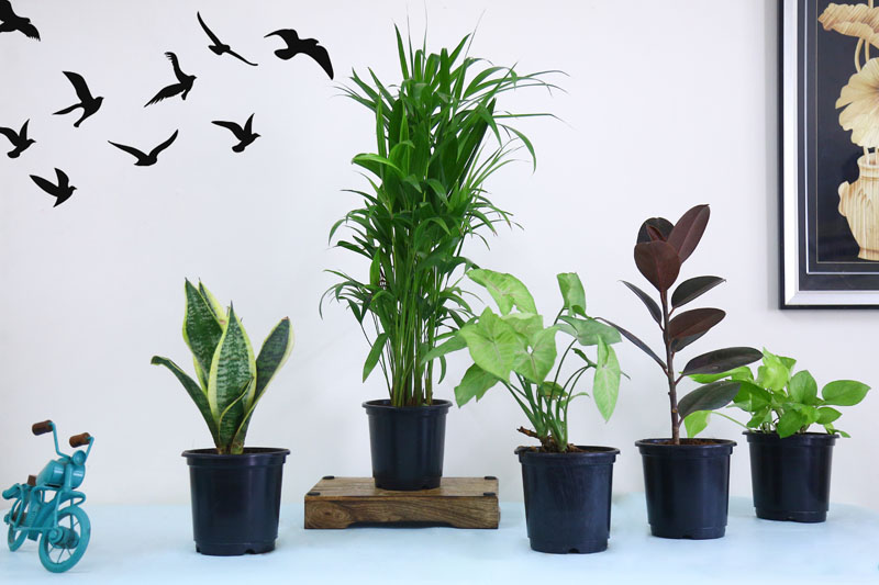 Buy Nasa Recommended 5 Air Purifier Plants Online in India Vitri Greens