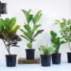 Set of 5 Foliage and Air Purifier Plants