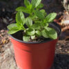 Stevia rebaudiana, potted plant