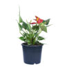 anthurium red flamingo plant