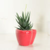 Haworthia Fasciata Succulent