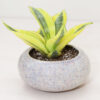 Sansevieria Trifasciata Succulent