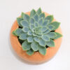 Echeveria Elegans - White Mexican Rose
