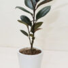 Rubber Plant, Ficus Elastica Plant