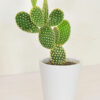 Bunny Ear Cactus