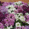 Alyssum mixed