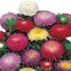 Aster mix