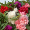 Balsam
