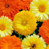 Calendula mix