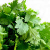 Coriander Vegetable Seeds/ Dhania