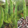 Dolichos Dwarf Imperial Vegetable Seeds