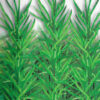 Guar phali Vegetable Seeds