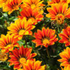 Treasure Flower (Gazania)