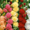 Hollyhock mix
