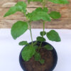 buy ashwagandha plant online