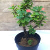 Crown of thorns