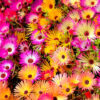 Ice plant mix