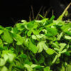 Methi Vegetable Seeds