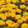Marigold