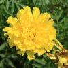 Marigold yellow