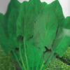 Palak Vegetable Seeds