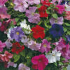 Petunia mix