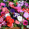 Petunia mixed