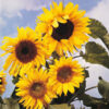 Sunflower ruyssian giant