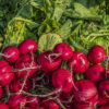 Turnip red  Vegetable Seeds