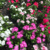 Vinca sadabahar mix