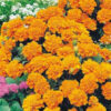 Zafri Marigold