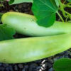 Bottle Gourd Vegetable Seeds