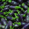 Brinjal Long F1 Hybrid Vegetable Seeds