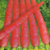 Carrot