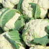 Cauliflower Hybrid Vegetable Seeds