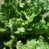Chinese Cabbage Mixed Vegetable Seeds