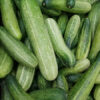Cucumber Hybrid Vegetable Seeds