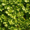 Parsley Curled Vegetable Seeds