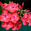 phlox flower seeds