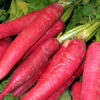 red-radish