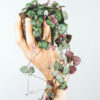 Buy String of Hearts plant form vitri greens