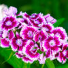 sweet william mixed flower seeds