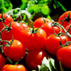 Tomato F1 Hybrid Vegetable Seeds