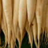 Radish Vegetable Seeds